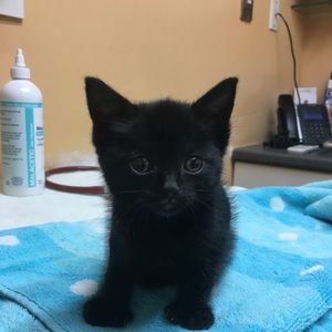 Meet your Posher, Ranita